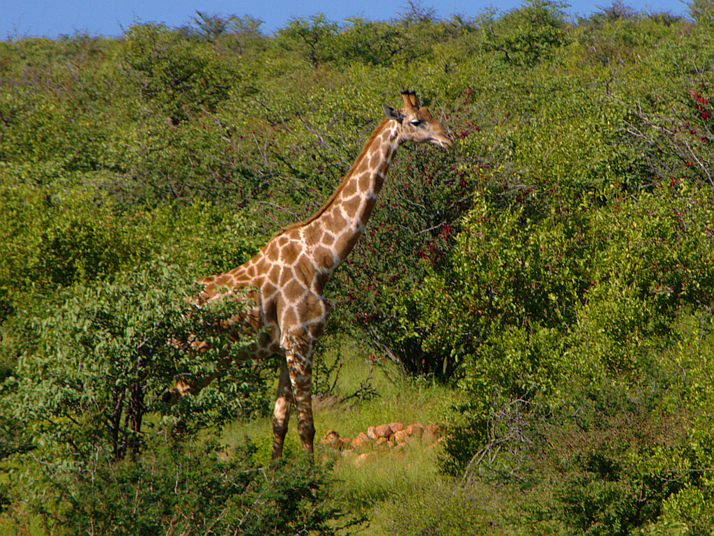 African Adventures #3