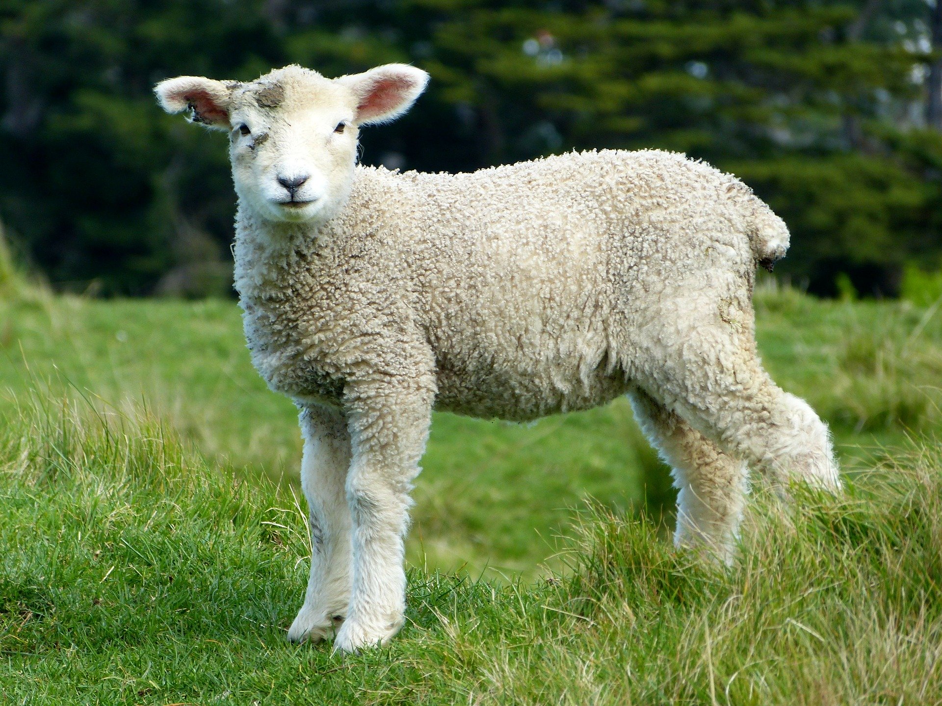 Under the Good Shepherd