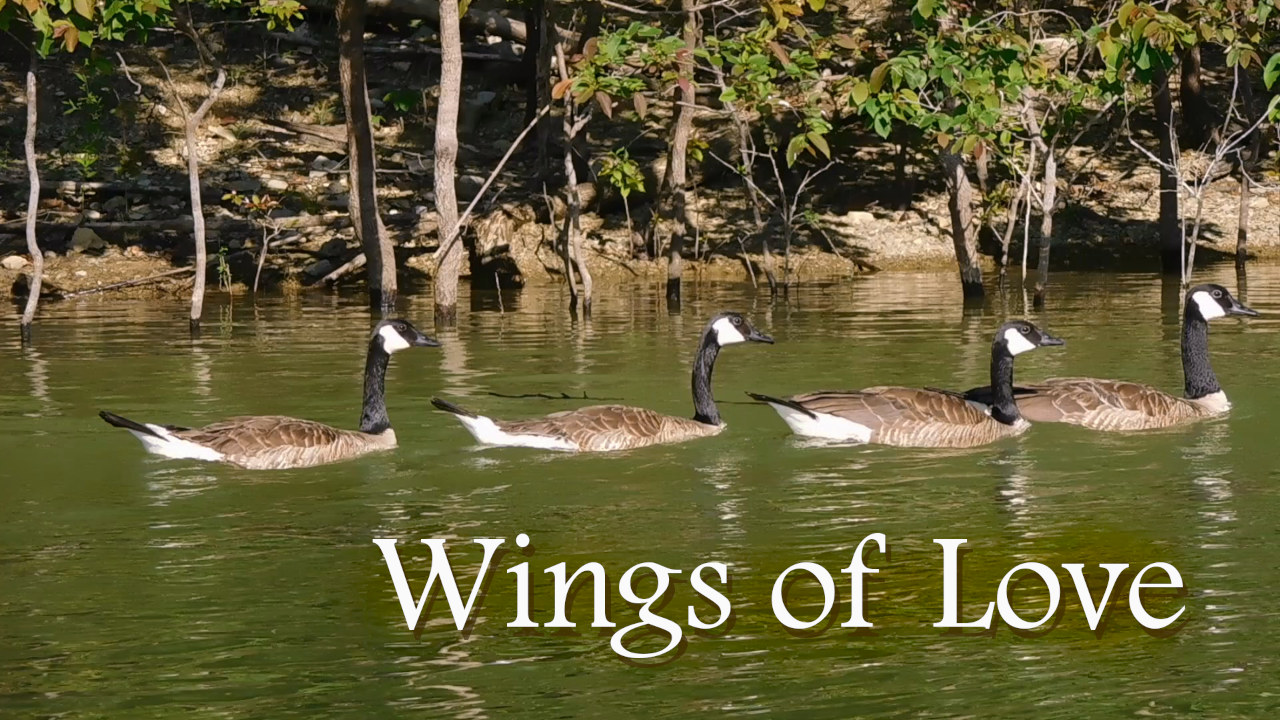 Wings of Love